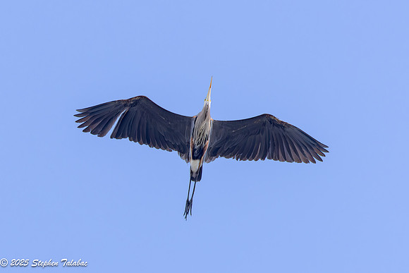 Wilde Lake Birds-in-Flight-20