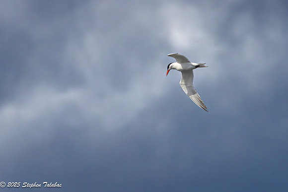 Wilde Lake Birds-in-Flight-8