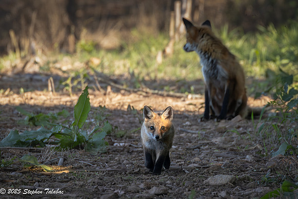 Fox Kit Portraits-33