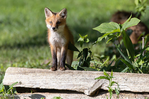 Fox Kit Portraits-2