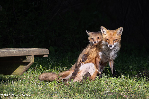 Fox Kit Portraits-23