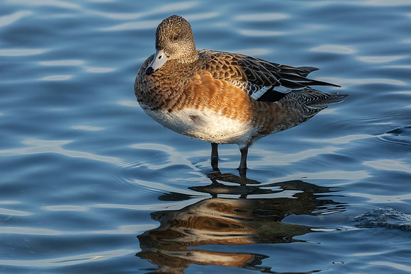 Cambridge & Blackwater NWR II-23 American Wigeon (female)