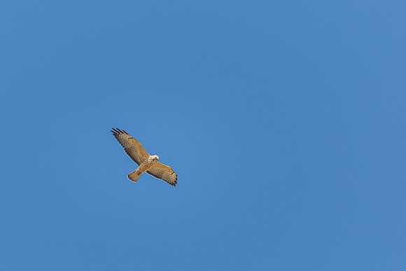 "Prairie Dog", "Rocky Mountain Arsenal", NWR, "National Wildlife Refuge", Denver, Colorado, "Commerce City", wildlife, hawk, raptor
