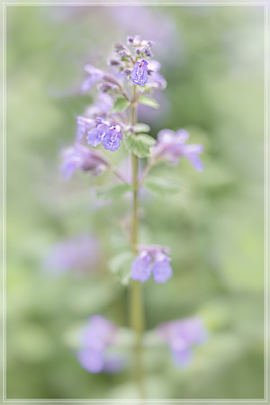 20160429 [C] Beltsville MD -  Behnke's Nurseries 079-Edit-Edit