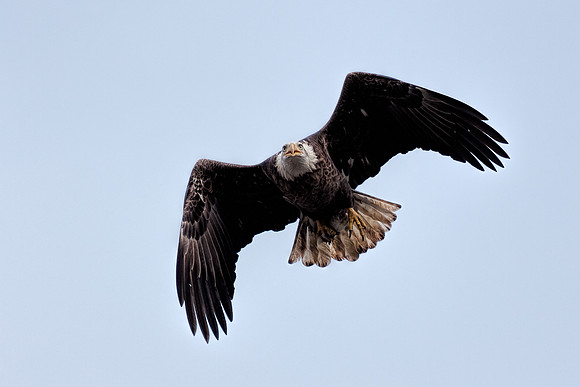 20131019 [C] Conowingo MD Dam 090-Edit