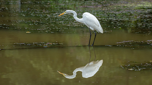 Great Egret - 19August2024-24