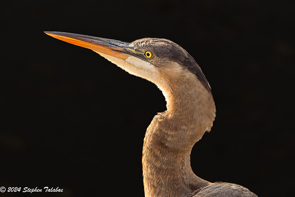 Great Blue Heron Portraits-7