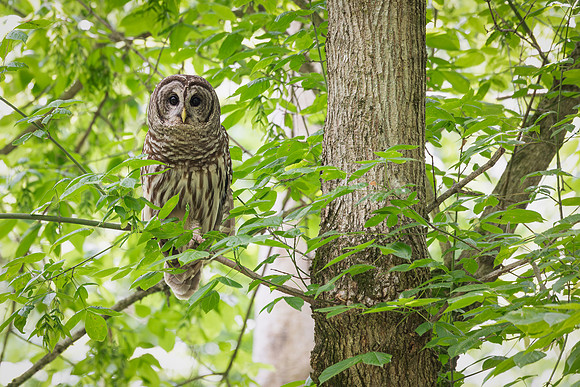 Barred Owls 23May2024-2