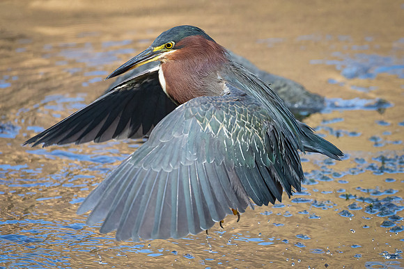 Green Heron in Golden Light-8