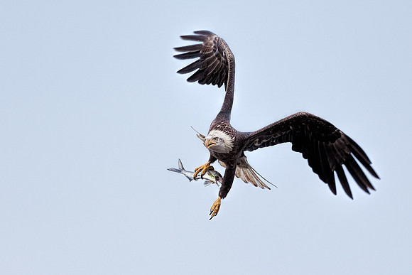 20131019 [C] Conowingo MD Dam 071-Edit