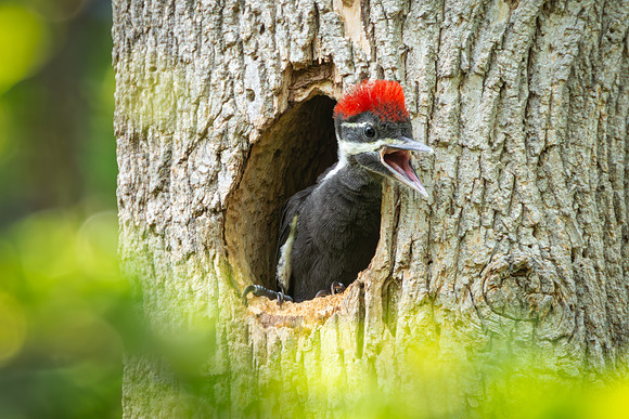 Pileated Woodpeckers 23May2024-6