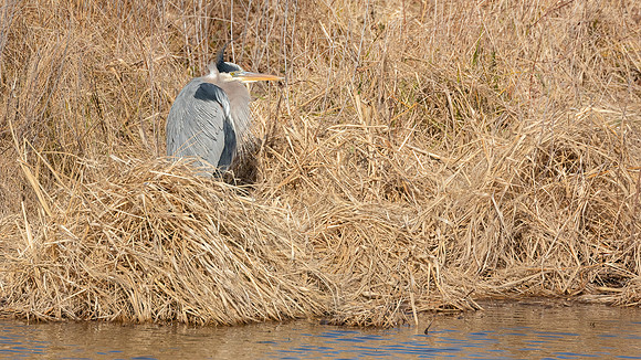 Cambridge & Blackwater NWR II-11 Great Blue Heron
