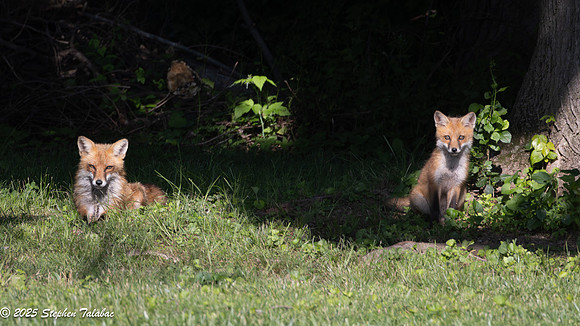 Fox Kit Portraits-30