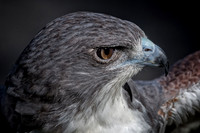 Conowingo, Susquehanna, eagle, raptor, owl hawk