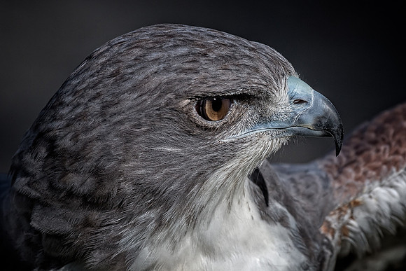 Conowingo, Susquehanna, eagle, raptor, owl hawk