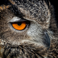 Conowingo, Susquehanna, eagle, raptor, owl hawk, "eurasian eagle owl"
