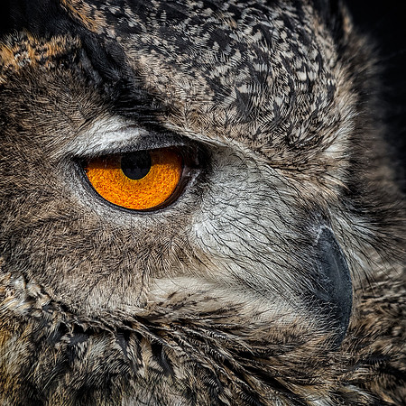 Conowingo, Susquehanna, eagle, raptor, owl hawk, "eurasian eagle owl"