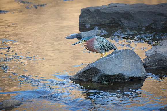 Green Heron in Golden Light-3