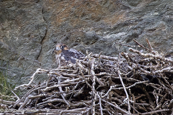 Point of Rocks Peregrine Falcons-7