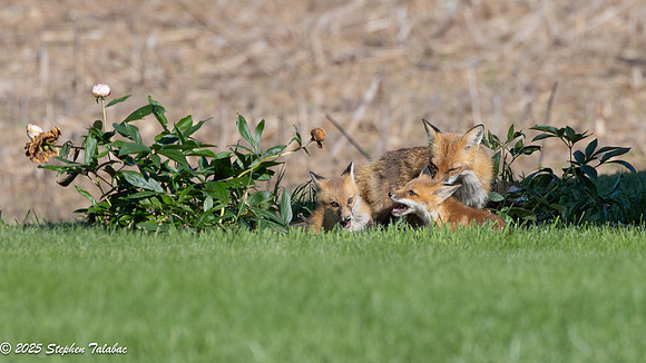Fox Kit Portraits-39