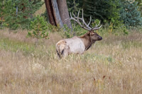 Elk, RMPN, "Rocky Mountain National Park, rut, bull, "Horseshoe Park", "West Horseshoe Park", Colorado, antlers, autumn, fall, calf, cow, wildllife
