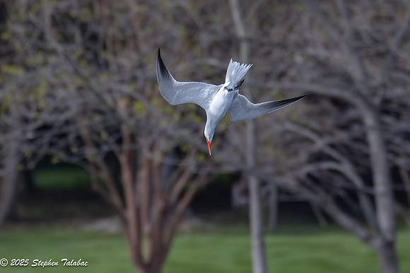Wilde Lake Birds-in-Flight-10