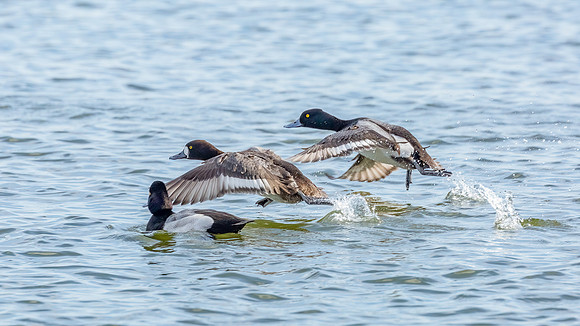 Cambridge & Blackwater NWR II-7 Lesser Scaup (flight: female foreground, male background)