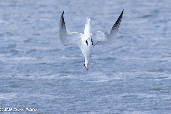 Wilde Lake Birds-in-Flight-14