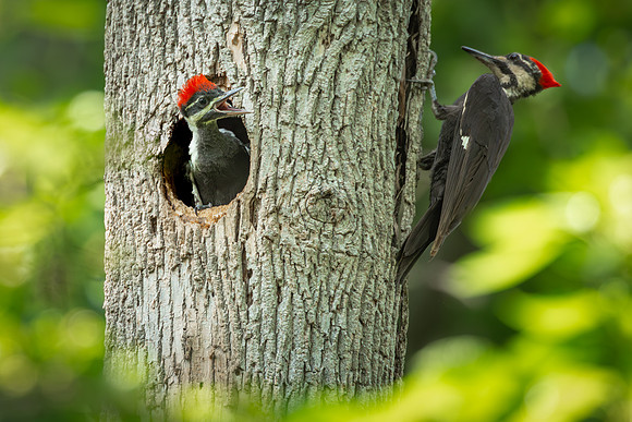 Pileated Woodpeckers 23May2024-14