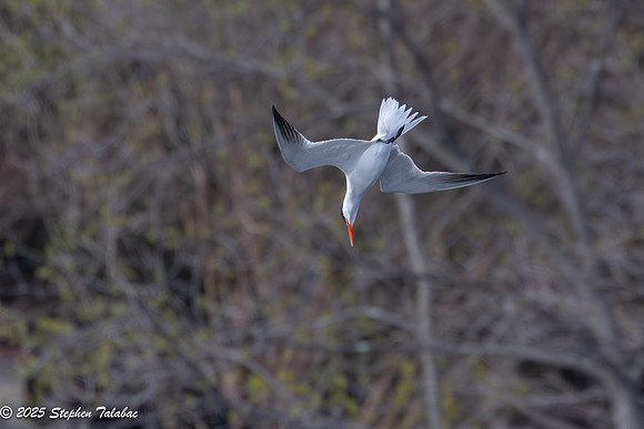 Wilde Lake Birds-in-Flight-9