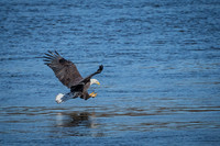 "Bald Eagle", eagle, Conowingo, Susquehanna, raptor
