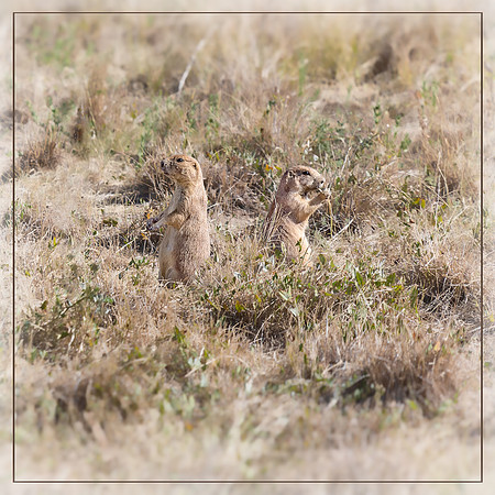"Prairie Dog", "Rocky Mountain Arsenal", NWR, "National Wildlife Refuge", Denver, Colorado, "Commerce City", wildlife, hawk, raptor
