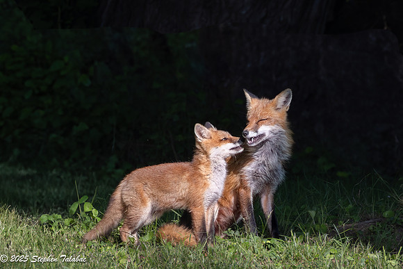 Fox Kit Portraits-17