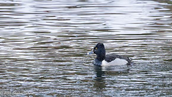 Ring-necked duck Golden Hour-1