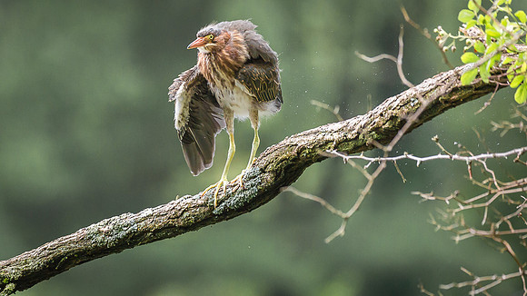 Juvenile Green Heron Portraits III-3
