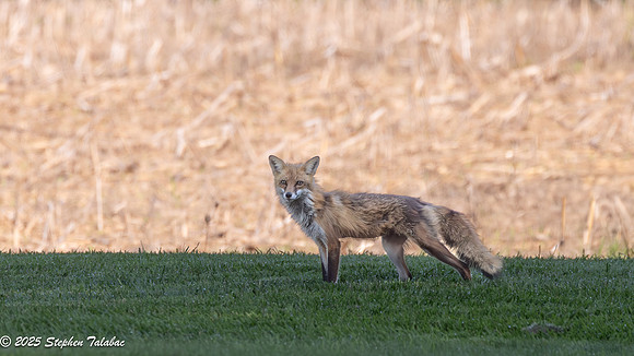 Fox Kit Portraits-43