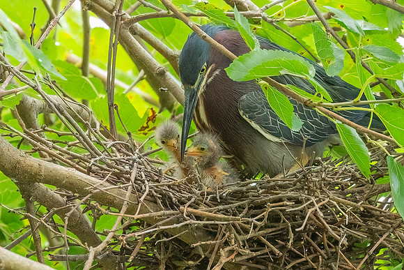 Green Heron & Chicks 28July2022-14