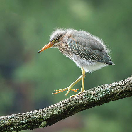 Juvenile Green Heron Portraits III-15