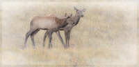 Elk, RMPN, "Rocky Mountain National Park, rut, bull, "Horseshoe Park", "West Horseshoe Park", Colorado, antlers, autumn, fall, calf, cow, wildllife