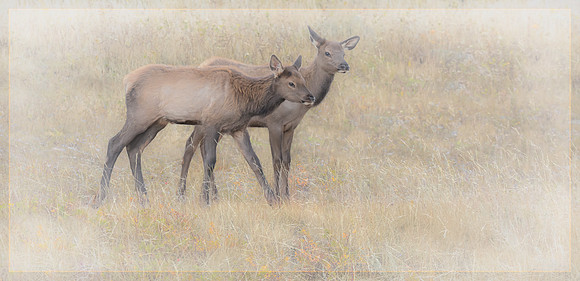 Elk, RMPN, "Rocky Mountain National Park, rut, bull, "Horseshoe Park", "West Horseshoe Park", Colorado, antlers, autumn, fall, calf, cow, wildllife