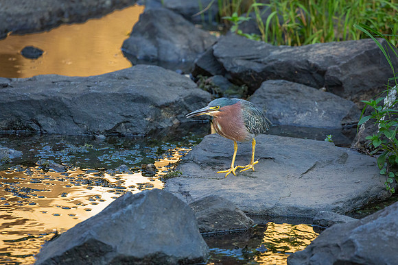 Green Heron in Golden Light-1