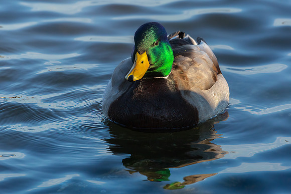 Cambridge & Blackwater NWR II-19 Mallard (male)