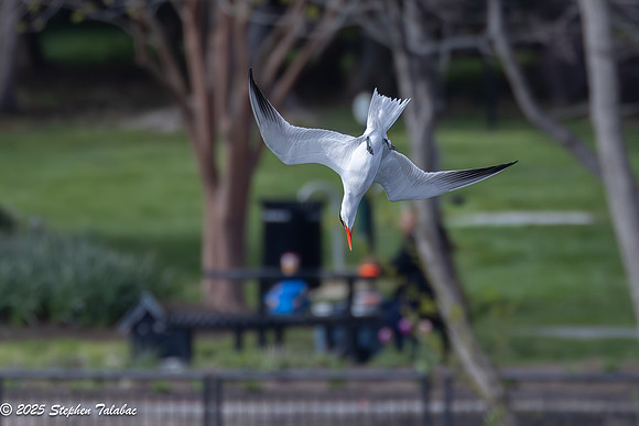 Wilde Lake Birds-in-Flight-11