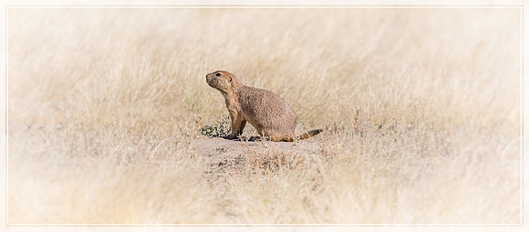 "Prairie Dog", "Rocky Mountain Arsenal", NWR, "National Wildlife Refuge", Denver, Colorado, "Commerce City", wildlife, hawk, raptor