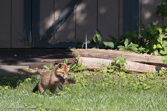 Fox Kit Portraits-8