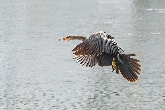 Wilde Lake Anhingas-16