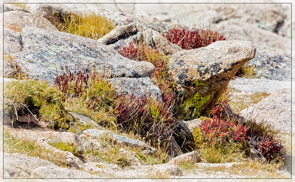 Colorado, "Rocky Mountain National Park", "Estes Park", rockies, landscape, patterns