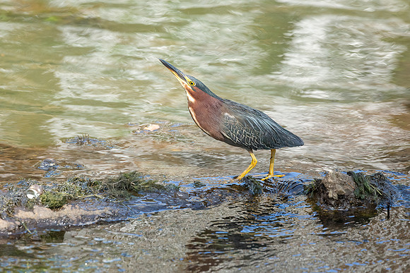 Green Heron in Golden Light-14