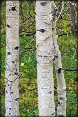 Colorado, Aspen, "West Elk Mountains", mountains, fall, "fall color", trees, stream