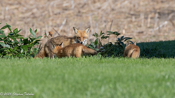 Fox Kit Portraits-40